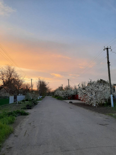 Сільська вулиця під час вечірнього заходу сонця навесні. Уздовж асфальтованої дороги цвітуть білі фруктові дерева, з обох боків розташовані паркани, приватні будинки та електричні стовпи з дротами. Небо забарвлене в м'які помаранчево-рожеві та блакитні відтінки.